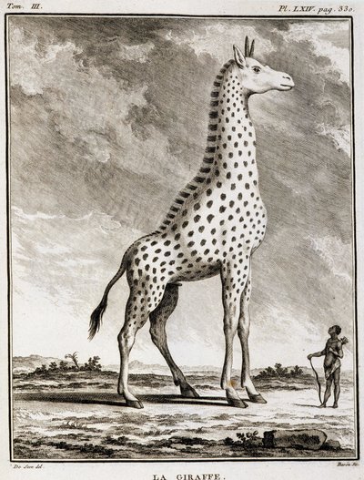 لوحة التاريخ الطبيعي: La Giraffe - في "" التاريخ الطبيعي ، العام والخاص "للفنان بوفون بواسطة المدرسة الفرنسية