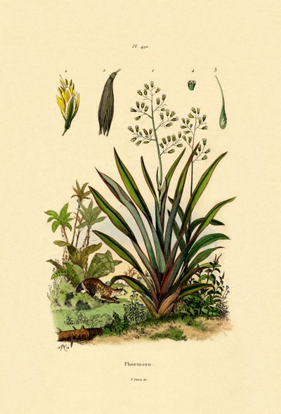 نيوزيلندا الكتان ، 1833-1839 بواسطة المدرسة الفرنسية
