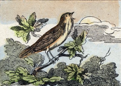 العندليب. نقش في "Buffon Alphabet des Oiseaux n 1". 3rd Serie N 1. تصوير إبينال ، إبينال ، أواخر القرن التاسع عشر. 16 صفحة. قاتمة: 28x21 سم بواسطة المدرسة الفرنسية