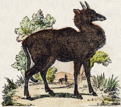 نيل غاو (نيل غاو ، حيوان هندي). نقش في "" Alphabet des animaux sauvages "". 9th الدوري. صور إبينال ، بيليرين ، ناشر طابعة ، حوالي عام 1870. نقوش على الخشب ، مطبوعة. 16 صفحة. الأبعاد: 20 × 15 سم. مجموعة خاصة بواسطة المدرسة الفرنسية