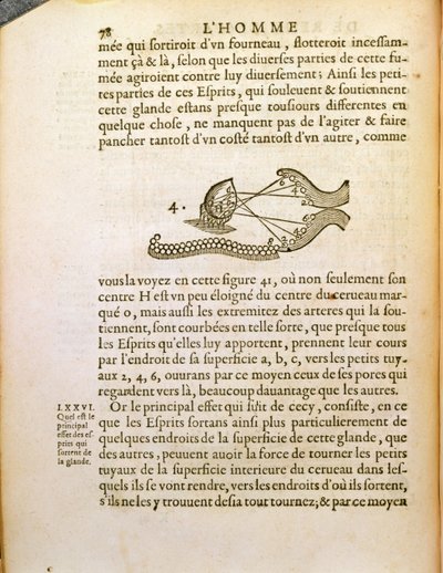 رسم تخطيطي ، من De Homine Figuris بقلم رينيه ديكارت (1596-1650) نشر في لاهاي ، 1662 بواسطة المدرسة الفرنسية