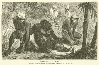 Orang-Outang Et Mias (نقش) بواسطة المدرسة الفرنسية