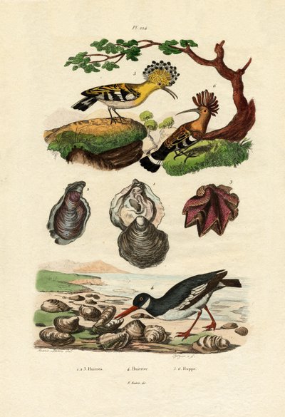 المحار ، 1833-1839 بواسطة المدرسة الفرنسية
