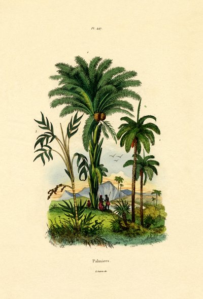 أشجار النخيل ، 1833-1839 بواسطة المدرسة الفرنسية