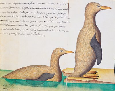 Penguins, Strait of Magellan, watercolour from log book by Jacques Gouin de Beauchesne (1652-1730), captain of Compagnie royale de la Mer du Sud, from 1698 to 1701, France بواسطة المدرسة الفرنسية