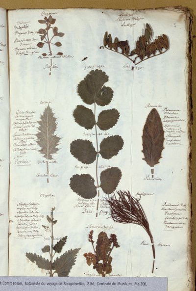 فيليبيرت كوميرنز (1727-1773) معشبة بواسطة المدرسة الفرنسية