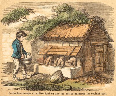 Pig (coloured engraving) بواسطة المدرسة الفرنسية
