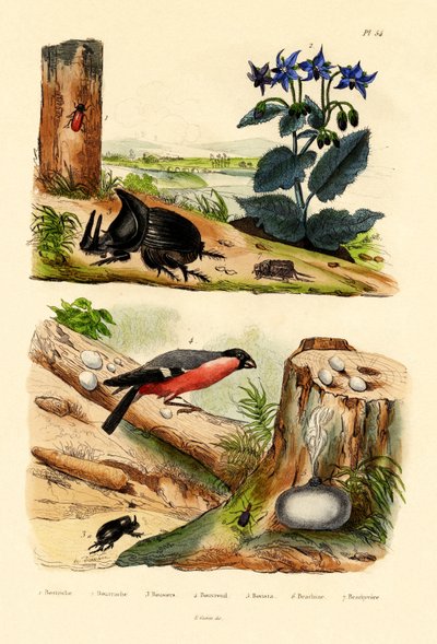 الصنوبر سويف ، 1833-1839 بواسطة المدرسة الفرنسية