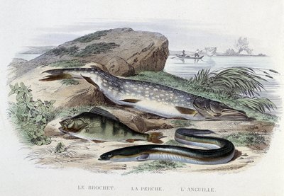 Pisces: Le brochet, la perche, l