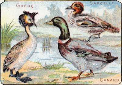 اللوحة 2: Grebe ، Teal ، Duck. نقش "الأبجدية المقطعية للطيور والزواحف" ". Serie A. Pellerin et Cie، printers-publishers، Epinal، أواخر القرن التاسع عشر. الطباعة الحجرية الملونة. ألبوم إعلاني صغير من 8 صفحات يحتوي على مقطع صوتي وصور مرفقة بواسطة المدرسة الفرنسية