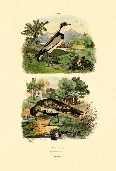 بلوفر ، 1833-1839 بواسطة المدرسة الفرنسية