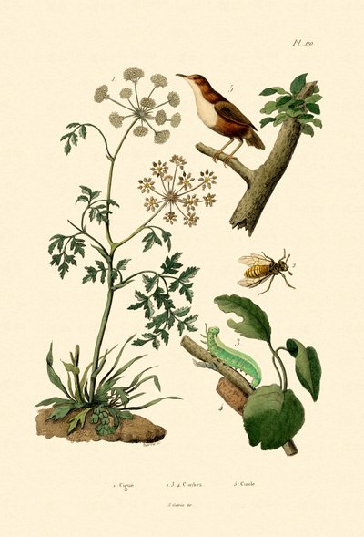 السم Hemlock ، 1833-1839 بواسطة المدرسة الفرنسية