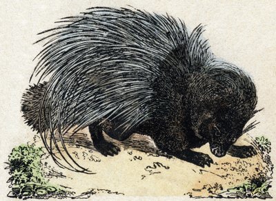 ملحمة الخنزير (ملحمة الخنزير). نقش في "" Alphabet des animaux sauvages "". 9th الدوري. صور إبينال ، بيليرين ، ناشر طابعة ، حوالي عام 1870. نقوش على الخشب ، مطبوعة. 16 صفحة. الأبعاد: 20 × 15 سم. مجموعة خاصة بواسطة المدرسة الفرنسية