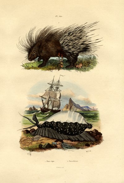 النيص ، 1833-1839 بواسطة المدرسة الفرنسية
