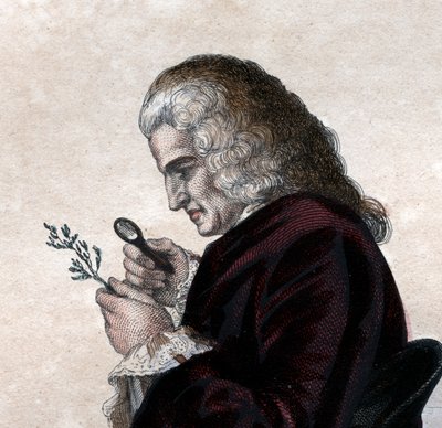 صورة برنار دي جوسيو (1699-1777) ، عالم الطبيعة الفرنسي. بواسطة المدرسة الفرنسية