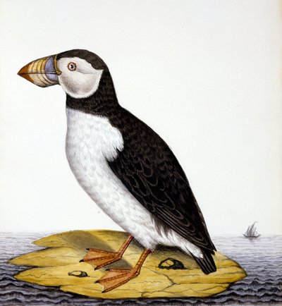 بوفين ، fratercula مارون ، c.1840 (مرحاض على ورق) بواسطة المدرسة الفرنسية