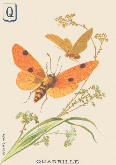 س: Quadrille (Lithosia quadra أو Lithosie quadrille) بواسطة المدرسة الفرنسية