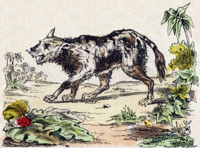 Quachy (أنواع من أسد الكلب من أمريكا الجنوبية). نقش في "" Alphabet des animaux sauvages "". 9th الدوري. صور إبينال ، بيليرين ، ناشر طابعة ، حوالي عام 1870. نقوش على الخشب ، مطبوعة. 16 صفحة. الأبعاد: 20 × 15 سم. مجموعة خاصة بواسطة المدرسة الفرنسية