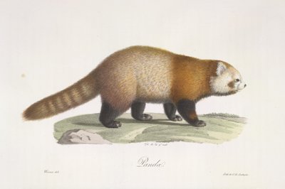 الباندا الحمراء. Ailurus fulgens ، من التاريخ الطبيعي للثدييات (لون ليثو) بواسطة المدرسة الفرنسية