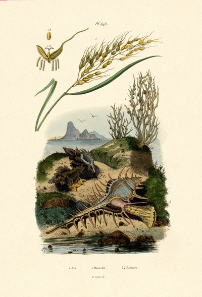رايس ، 1833-1839 بواسطة المدرسة الفرنسية