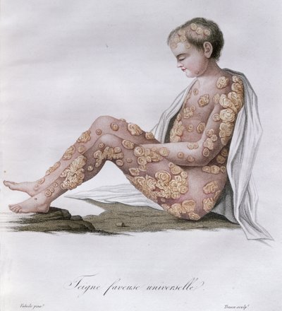 سعفة ، من كتاب البارون جان لويس عليبرت (1768-1837) 1838 بواسطة المدرسة الفرنسية