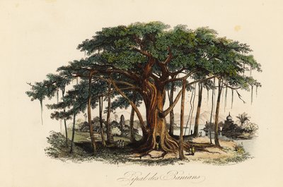 شجرة التين المقدسة ، Ficus Religiousiosa ، المعروفة أيضًا باسم شجرة bodhi ، أو شجرة البانيان ، أو شجرة الأثأب ، أو شجرة pippala ، أو شجرة peepul ، أو شجرة peepal أو شجرة Ashwattha بواسطة المدرسة الفرنسية