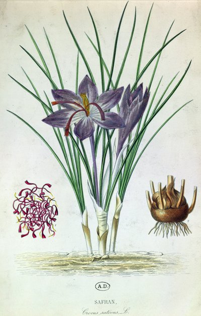 الزعفران (Crocus Sativus) بواسطة المدرسة الفرنسية