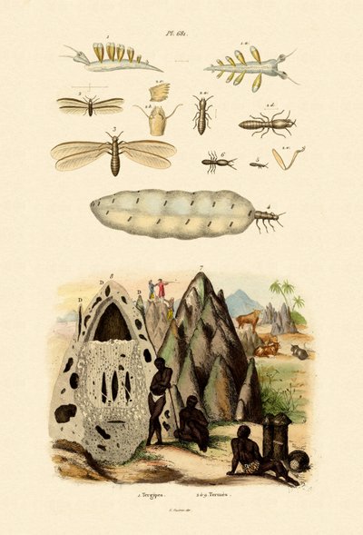 سبيكة البحر ، 1833-1839 بواسطة المدرسة الفرنسية