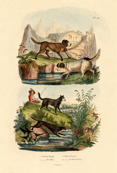 كلب الراعي ، 1833-1839 بواسطة المدرسة الفرنسية