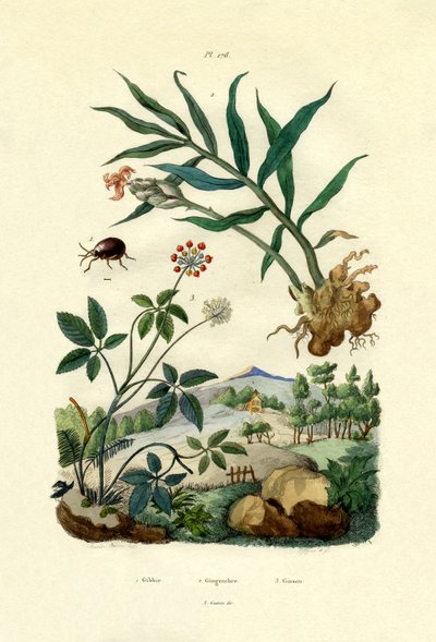 خنفساء العنكبوت اللامعة ، 1833-1839 بواسطة المدرسة الفرنسية