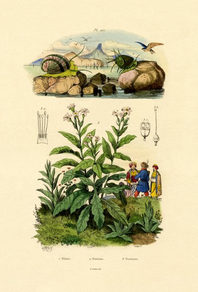 القواقع ، 1833-1839 بواسطة المدرسة الفرنسية