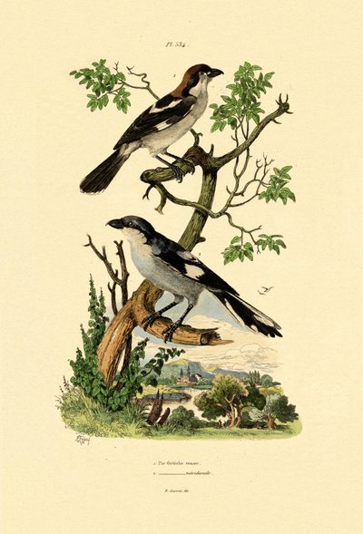 الصرد الرمادي الجنوبي ، 1833-1839 بواسطة المدرسة الفرنسية