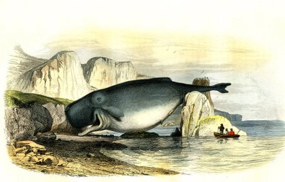 حوت العنبر (Physeter Macrocephalus) - بلانش مستخرج من Histoire Naturelle بقلم برنارد جيرمان دي لاسيبيدي (1856-1925)، طبعة P.Furme، باريس بواسطة المدرسة الفرنسية