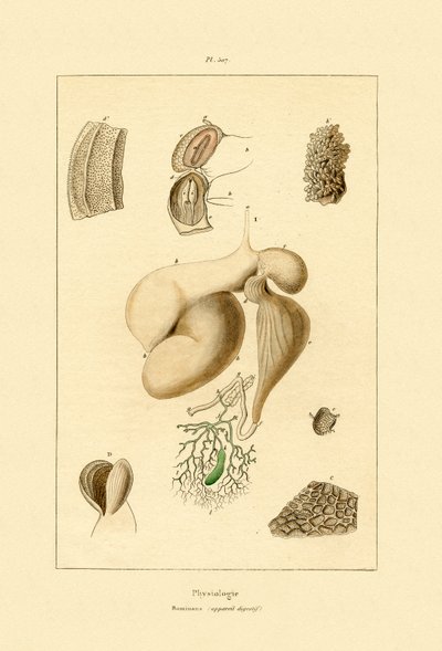 المعدة ، 1833-1839 بواسطة المدرسة الفرنسية