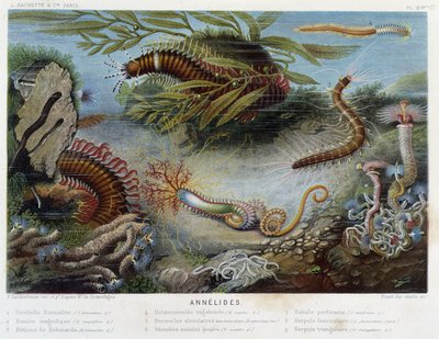 Sunapte de Duvernoy - in “” Le Monde de la Mer”” by Alfred Fredol. ed. Paris, Hachette. بواسطة المدرسة الفرنسية