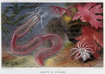 Sunapte de Duvernoy - في "" Le Monde de la Mer "لألفريد فريدول. إد. باريس ، هاشيت. بواسطة المدرسة الفرنسية