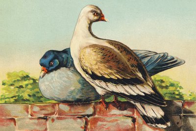 T مثل Turtledoves بواسطة المدرسة الفرنسية