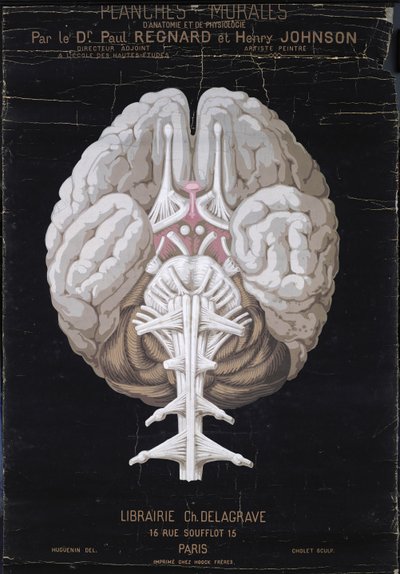 الدماغ ، من Planches Murales dAnatomie et de Physiologie للدكتور بول ريجنارد وهنري جونسون بواسطة المدرسة الفرنسية