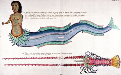 The Mermaid of Amboyna ، من Poissons ، ecrivisses et crabes de different couleurs بقلم لويس رينارد ، نُشر في أمستردام بواسطة المدرسة الفرنسية