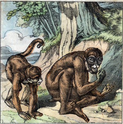 القرد والجوز. حكاية جان بيير كلاريس (جان بيير كلاريس) لفلوريان (1755-1794) روائي وشاعر وكاتب فرنسي. رسم توضيحي لنهاية القرن التاسع عشر. بواسطة المدرسة الفرنسية