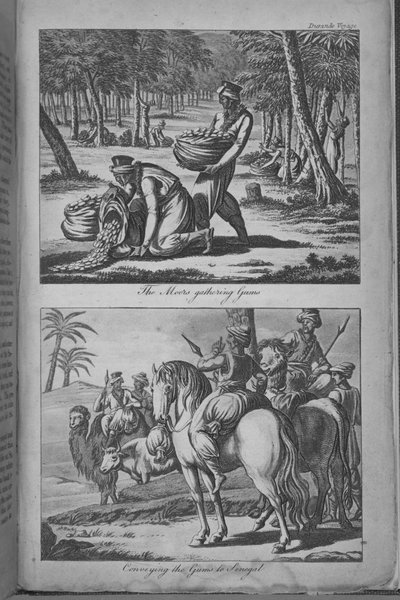 المور يجمعون اللثة وينقلون اللثة إلى السنغال ، رسم توضيحي من "رحلة إلى السنغال ..." بواسطة المدرسة الفرنسية