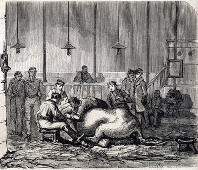 المدرسة البيطرية الوطنية في Alfort - Les grandes écoles de France - المدرسة البيطرية في Maison Alfort في عام 1866 - غرفة التشريح - نقش في "Le monde illustrious" عام 1866 بواسطة المدرسة الفرنسية