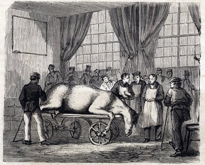 المدرسة البيطرية الوطنية في Alfort - Les grandes écoles de France - المدرسة البيطرية في Maison Alfort في عام 1866 - غرفة العمليات - نقش في "Le monde illustrious" عام 1866 بواسطة المدرسة الفرنسية