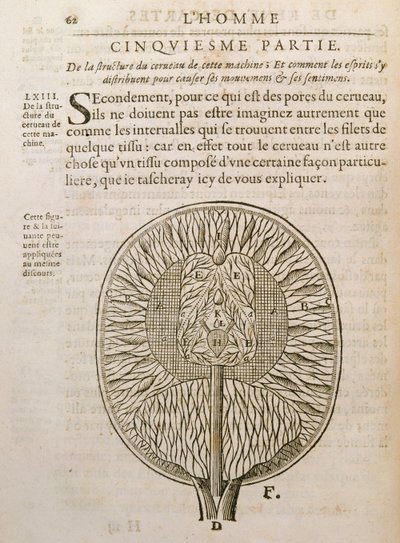 هيكل الدماغ ، من De Homine Figuris بقلم رينيه ديكارت (1596-1650) المنشور في لاهاي ، 1662 بواسطة المدرسة الفرنسية