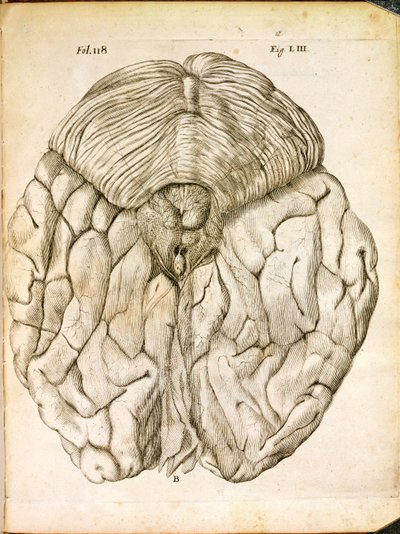 هيكل الدماغ ، من De Homine Figuris بقلم رينيه ديكارت (1596-1650) المنشور في لاهاي ، 1662 بواسطة المدرسة الفرنسية