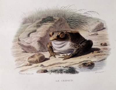 الضفدع الشائع (Bufo bufo) - في "" Lacepede " بواسطة المدرسة الفرنسية