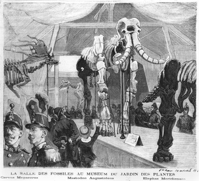 الغرفة الأحفورية في متحف التاريخ الطبيعي في باريس ، عام 1880 بواسطة المدرسة الفرنسية