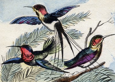 الطائر الطنان. نقش في "Buffon Alphabet des Oiseaux n 2". 3rd Serie N 2. تصوير إبينال ، إبينال ، أواخر القرن التاسع عشر. 16 صفحة. قاتمة: 28x21 سم بواسطة المدرسة الفرنسية