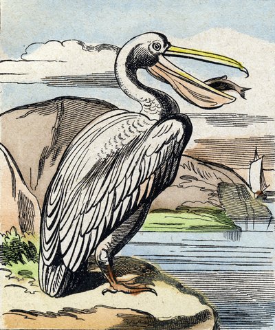 البجع. نقش في "Buffon Alphabet des Oiseaux n 1". 3rd Serie N 1. تصوير إبينال ، إبينال ، أواخر القرن التاسع عشر. 16 صفحة. قاتمة: 28x21 سم بواسطة المدرسة الفرنسية