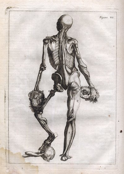 يمكن أن يرضي هذا الشكل فضول أولئك الذين يرغبون في رؤية Corps depouille to the Bones - نقش في "علم التشريح التجريدي ، الذي يتلاءم مع فنون الرسم والنحت" - "" Abrege d
